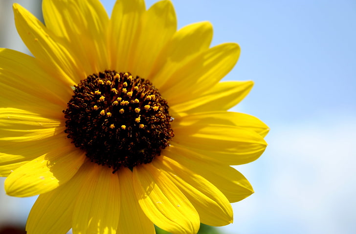 Hello, Sunshine, Nature, Flowers, Flower, Yellow, Sunshine, Sunflower, Petals, HD wallpaper
