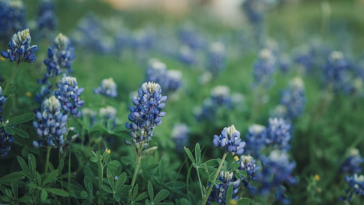 flowers, Texas Bluebonnet Flowers, nature, photography, plants, outdoors, bokeh, leaves, blue, 4K, muted, HD wallpaper