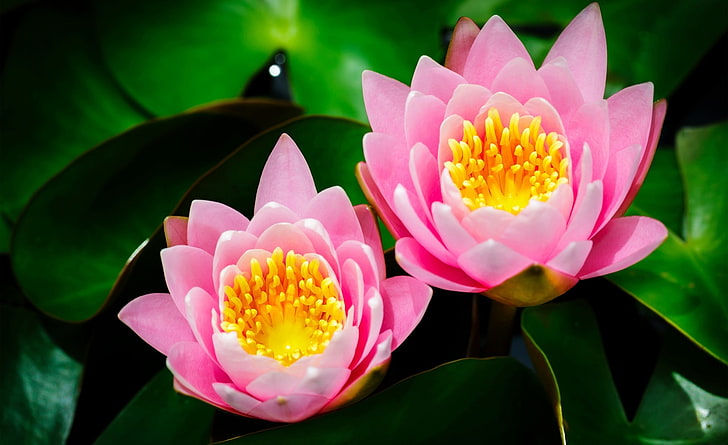 Two Pink Water Lilies, two pink lotus flowers, Nature, Flowers, Pink, Water, Lilies, HD wallpaper