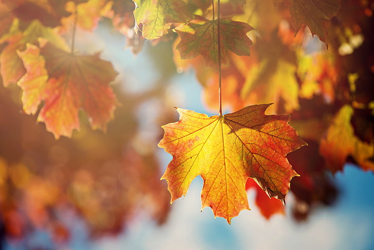 brown maple leaf, autumn, leaves, the sun, macro, light, branches, sheet, tree, orange, maple, HD wallpaper