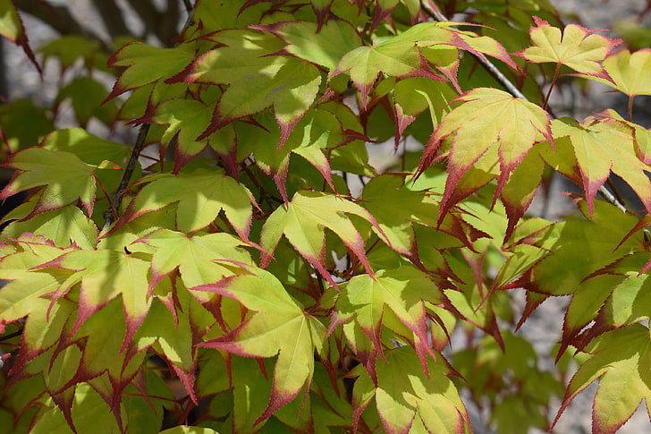 colorful, flora, foliage, garden, growing, japanese maple leaves, nature, ornamental, plant, red, spring, tree, yellow green, HD wallpaper