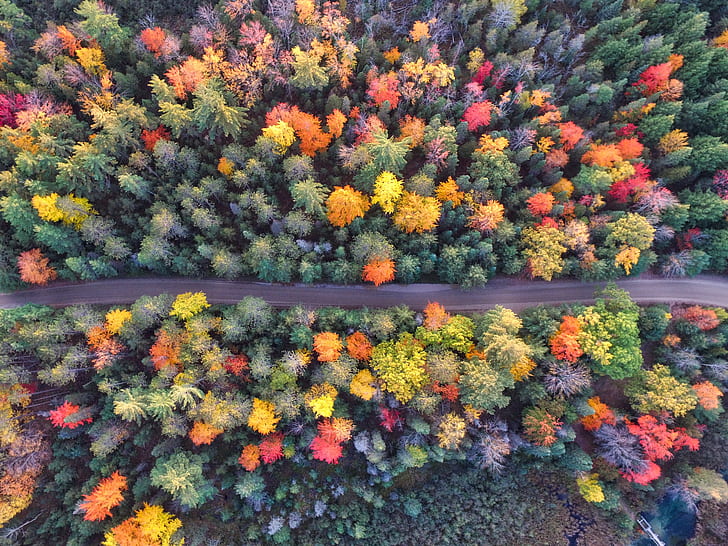 осень, лес, антенна, беспилотный вид, природа, hd, 4k, HD обои