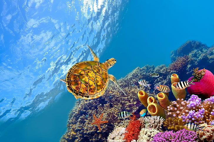 tortuga marrón, peces, el océano, tortugas, corales, estrellas de mar, bajo el agua, Fondo de pantalla HD