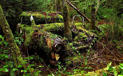 Auto d'epoca Classic Forest Overgrowth Abandon Deserted Urban Decay HD, natura, auto, foresta, classico, abbandono, deserto, urbano, decadimento, crescita eccessiva, Sfondo HD HD wallpaper
