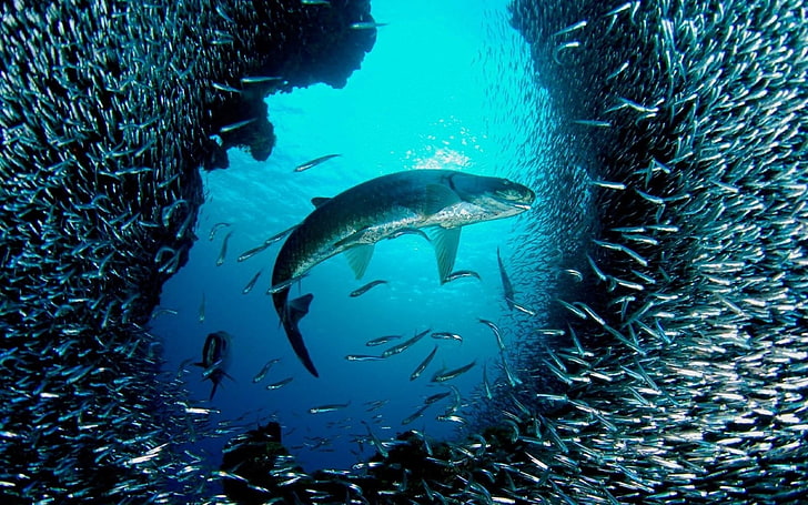 ปลาสัตว์ปลาทะเลนานาชนิด, วอลล์เปเปอร์ HD