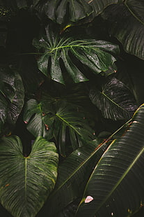 слон ухо растение, монстера, лиана, листа, капки, растение, HD тапет HD wallpaper