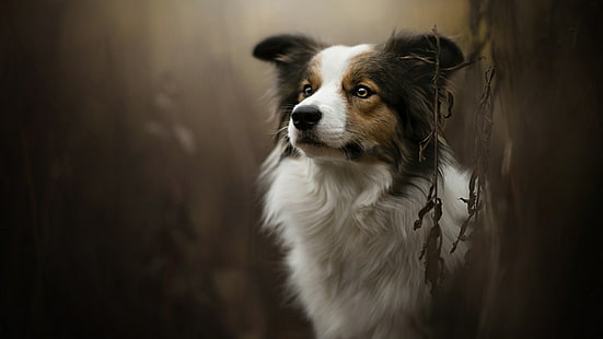 hund, hundras, päls, border collie, tricolor, HD tapet HD wallpaper