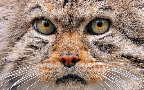 แมว manul pallas ป่า, วอลล์เปเปอร์ HD HD wallpaper