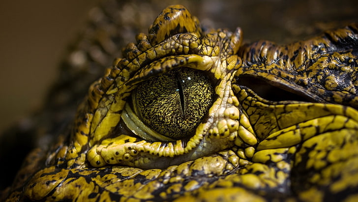 coccodrillo giallo e nero, coccodrilli, occhi, animali, rettili, Sfondo HD