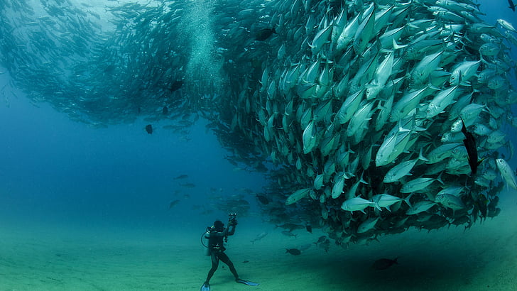 水中の魚の写真を撮る男、カボ・プルモ国立公園、メキシコ、5k、4kの壁紙、ダイビング、​​魚、予約、休息、旅行、休暇、海、ビーチ、キンベ湾、パプア、ニューギニア、シルフラ、アイスランド、Truk Lagoon、ミクロネシア、世界最高のダイビングサイト、 HDデスクトップの壁紙