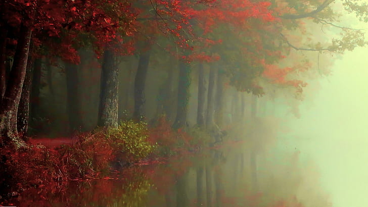 nature, landscape, fall, forest, mist, river, trees, red, leaves, shrubs, reflection, morning, atmosphere, HD wallpaper