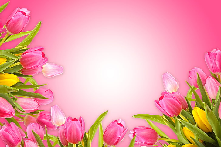 tulipanes, amor, fondo rosa, fresco, rosa, flores, romántico, Fondo de pantalla HD