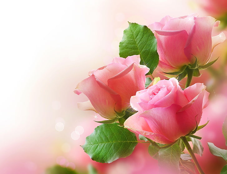 three pink roses, roses, buds, flowers, blur, HD wallpaper