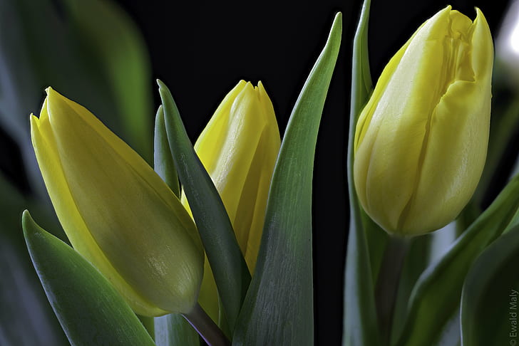 Tilt Shift фотография желтых тюльпанов цветы, тюльпаны, тюльпаны, тюльпаны, Tilt Shift фотография, желтый, тюльпан, цветы, нгк, природа, растение, лист, цветок, зеленый Цвет, крупный план, весна, свежесть, HD обои