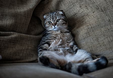 кошка, отдых, расслабиться, расслабиться, котэ, шотландская вислоухая, шотландская вислоухая кошка, HD обои HD wallpaper