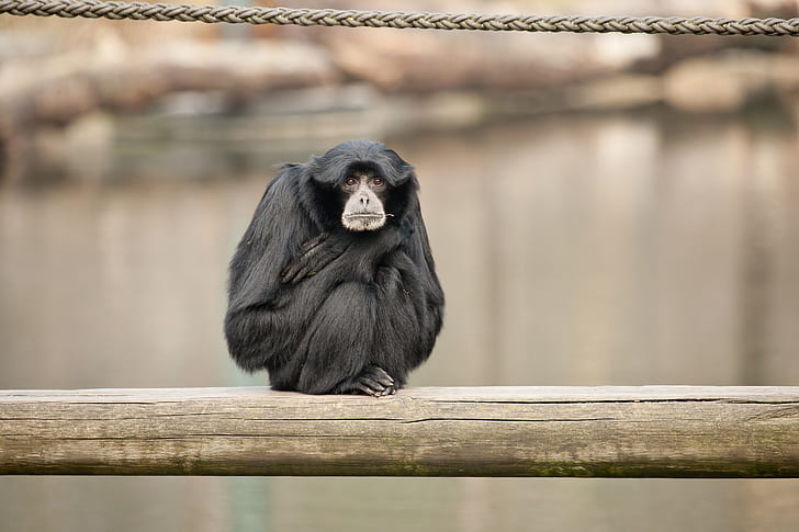 animals, monkey, the primacy of, siamang, HD wallpaper