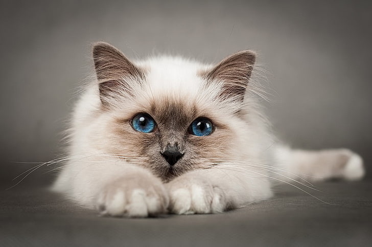длинношерстный бело-коричневый кот, кошка, взгляд, поза, HD обои