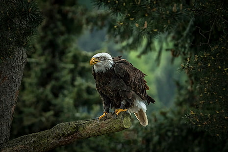 Bald eagle on tree, bald eagle, tree, predator, hawk, Bald eagle, pine, bird, HD wallpaper HD wallpaper