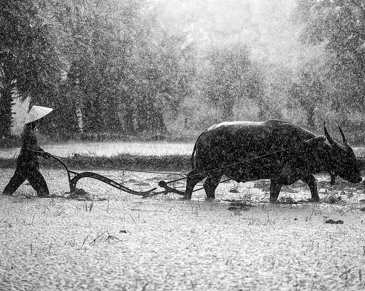 Water Buffalo Ploughing Rice Fields, Black and White, Drops, Travel, Nature, People, Asia, Water, Tropical, Rain, Photography, Work, Thailand, Animal, Outdoor, Harvest, Raining, Tradition, farmland, Country, Buffalo, bokeh, Vacation, Traditional, Agriculture, culture, horns, farmer, visit, blackandwhite, mammal, tourism, Rice crop, Ricefields, Asian buffalo, Water buffalo, contryside, plow, walking plow, hardwork, rainfall, HD wallpaper