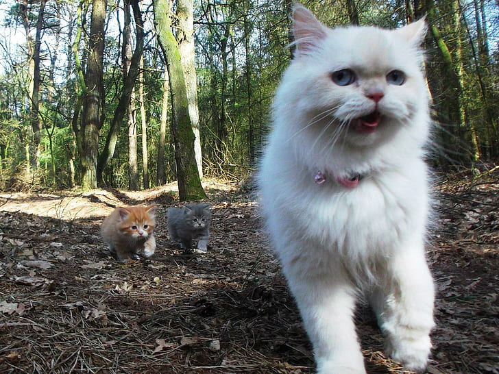แมวไปเดินป่าแมว carisma เดินครอบครัว, วอลล์เปเปอร์ HD