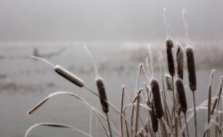 Frosted Cattails, Nature, Landscape, Frosted, Cattails, HD wallpaper