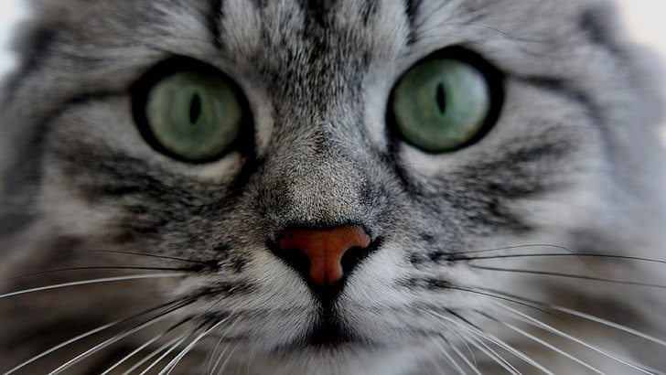 kucing dengan kumis hd, Wallpaper HD