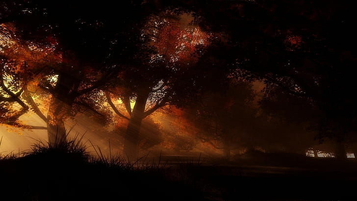 Sinar Matahari Pohon Musim Gugur HD, alam, pohon, sinar matahari, musim gugur, Wallpaper HD