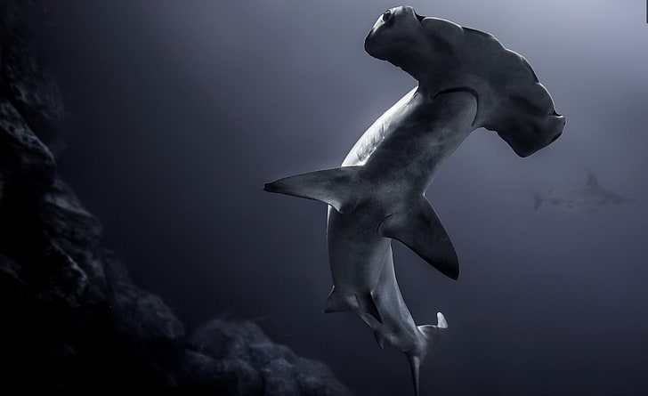 Tubarões, Tubarão-martelo, Vida Marinha, Tubarão, Subaquática, Predador (Animal), HD papel de parede
