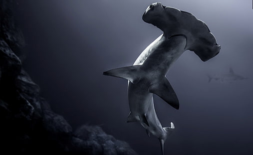 Акулы, акула-молот, морская жизнь, акула, подводный, хищник (животное), HD обои HD wallpaper