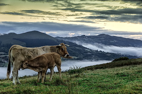 кафяво говедо с теле на тревно поле близо до планина, Alborada, кафяво, говеда, теле, трева, поле, планина, изгрев, аман, amanecer, Piloña, Monte Prado, Prao, Práu, природа, крава, ливада, животно, пасище, на открито, селски пейзаж, паша, ферма, бозайник, пейзаж, HD тапет HD wallpaper