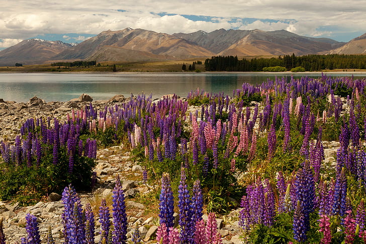 ニュージーランドレイクマウンテンズデルフィニウムテカポネイチャー、ブルーパープルピンクの花、自然、ニュージーランド、湖、山、デルフィニウム、 HDデスクトップの壁紙