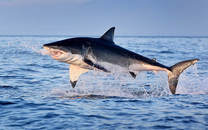 Büyük Beyaz Köpekbalığı Sudan Atlama Hd Duvar Kağıdı, HD masaüstü duvar kağıdı