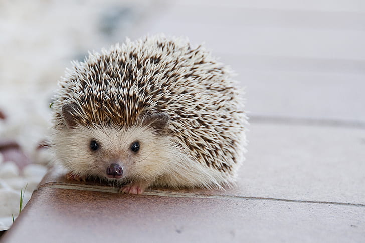 Animal, Hedgehog, HD wallpaper
