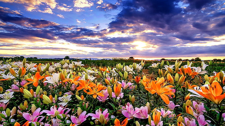 flower, plant, wildflower, sky, flora, flowering plant, meadow, landscape, field, flower field, HD wallpaper