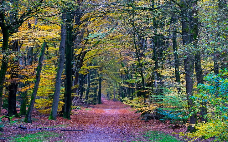 alam, lanskap, hutan, warna-warni, jalan setapak, pohon, jatuh, dedaunan, Wallpaper HD