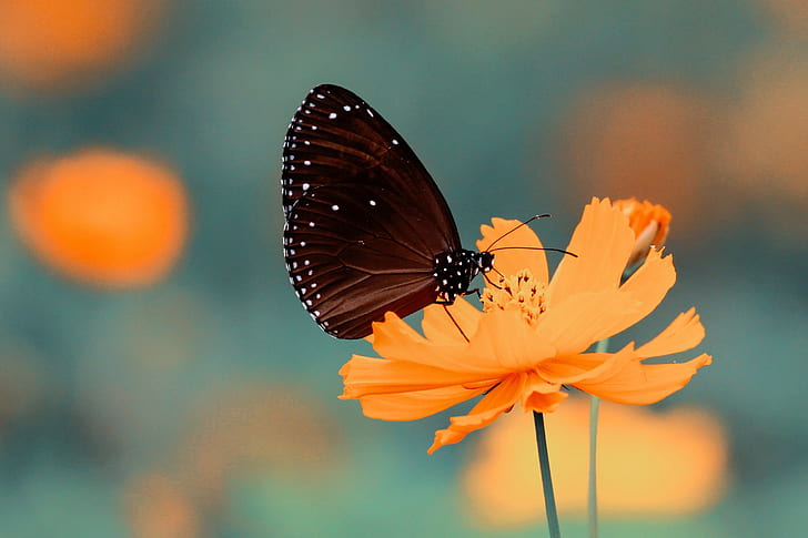 farfalla, Cosmo (fiore), profondità di campo, macro, giallo, Sfondo HD