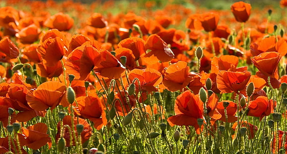 campo de flor de amapola roja, amapolas, campo, verano, nitidez, Fondo de pantalla HD HD wallpaper