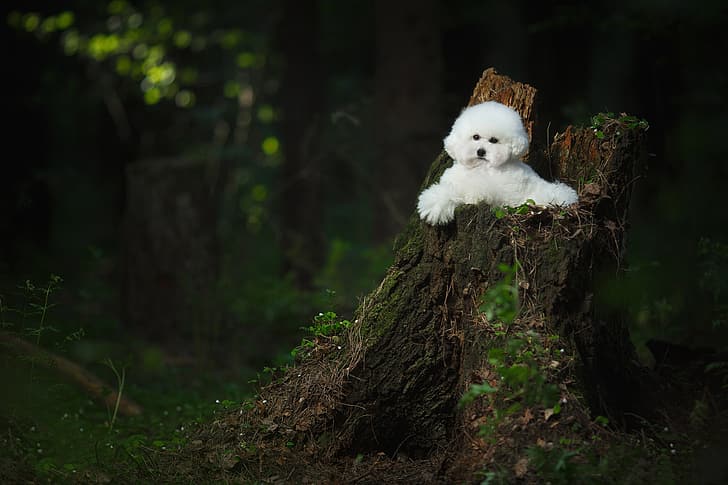 forest, stump, dog, Bichon Frise, HD wallpaper