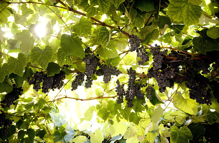 black grapes, leaves, grapes, brush, vine, HD wallpaper