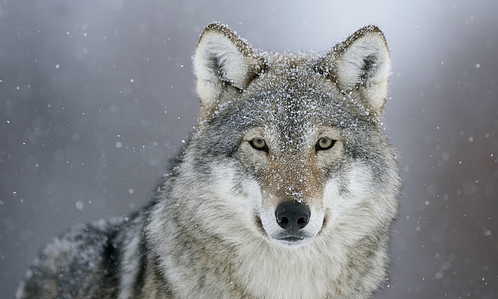 lobo blanco y gris, mira, nieve, lobo, depredador, Fondo de pantalla HD