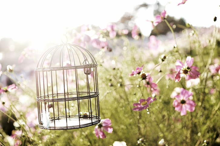 selective photography of pet bird cage surround by pink petaled flowers during daytime, L'Oiseau bleu, Cosmos_2, selective, photography, pet bird, surround, pink, flowers, daytime, tokyo, 東京, Japan, 日本, Nikon  D300, 散歩, showa, kinen, park, 立川, Cosmos, Bird, 花, flower, Plant, 植物, SIGMA, 30mm, F1.4, EX, DC, HSM, bleach bypass, ブリ, チ, nature, HD wallpaper