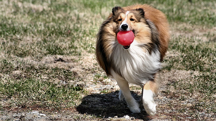 cachorro correndo com bola, HD papel de parede
