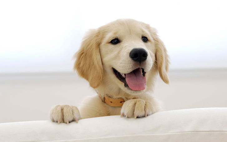 Golden Retriever Puppy, Animals, Dog, animal, golden hair, dogs, puppy, HD wallpaper