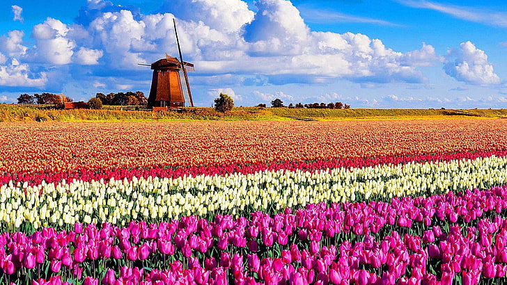 花、フィールド、チューリップ農場、植物、空、春、農場、チューリップ、チューリップ畑、草原、風車、キューケンホフ、風景、リッセ、オランダ、ヨーロッパ、 HDデスクトップの壁紙
