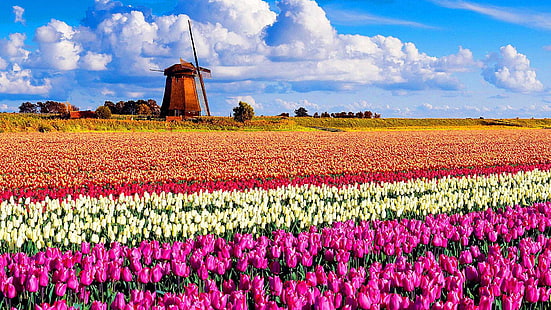 flower, field, tulip farm, plant, sky, spring, farm, tulip, tulip field, meadow, windmill, keukenhof, landscape, lisse, netherlands, europe, HD wallpaper HD wallpaper