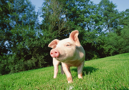 갈색 새끼 돼지, 돼지, 잔디, 잔디, HD 배경 화면 HD wallpaper