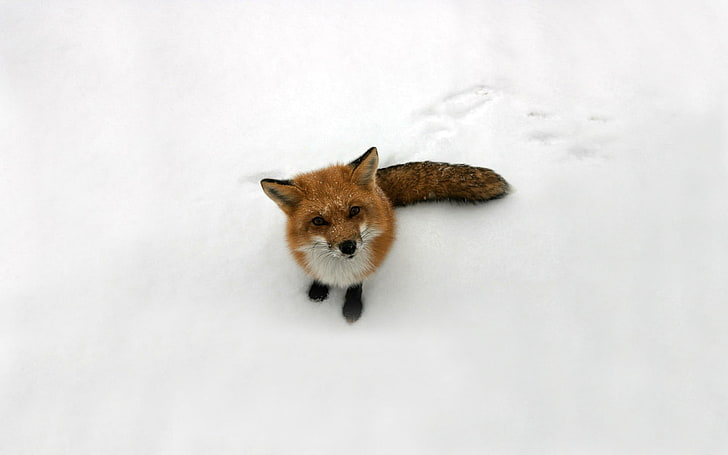 рыжая лиса, лисички, снег, HD обои