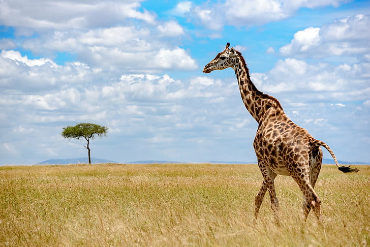Giraffe auf Savanne unter weißem und blauem Himmel tagsüber, Gras, Giraffe, Gras, Giraffe, Gras, Savanne, weißer, blauer Himmel, Tageszeit, Dschungel, Reise, Löwe, Lager, Maasai Mara, Masai, Ebenen, Wolken, Narok, KEafrika natur safari tiere tier tier in der wildnis säugetier ebene ostafrika safari im freien kenia tansania serengeti national park, HD-Hintergrundbild