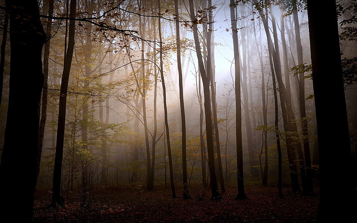 braune Bäume, Natur, Landschaft, Wald, Herbst, Bäume, Sonnenlicht, HD-Hintergrundbild