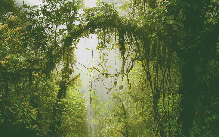 ภาพวาดต้นไม้สีน้ำตาลและสีเขียวสีเขียวธรรมชาติป่า, วอลล์เปเปอร์ HD
